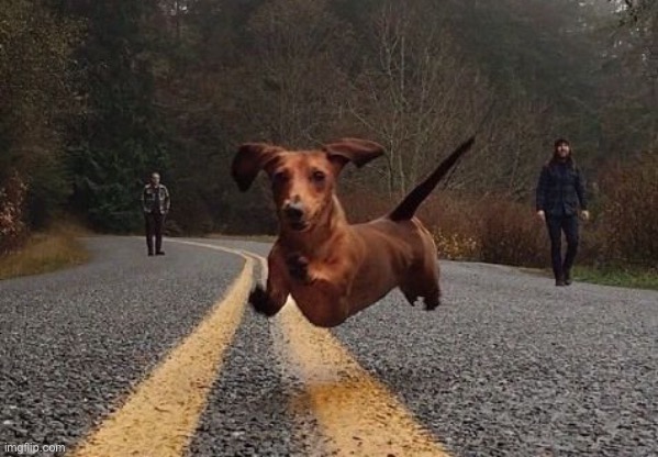 Dachshunds can fly! | image tagged in dachshunds can fly | made w/ Imgflip meme maker