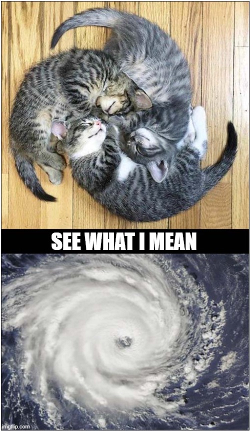 A Tornado of Kittens | SEE WHAT I MEAN | image tagged in cats,kittens,tornado | made w/ Imgflip meme maker