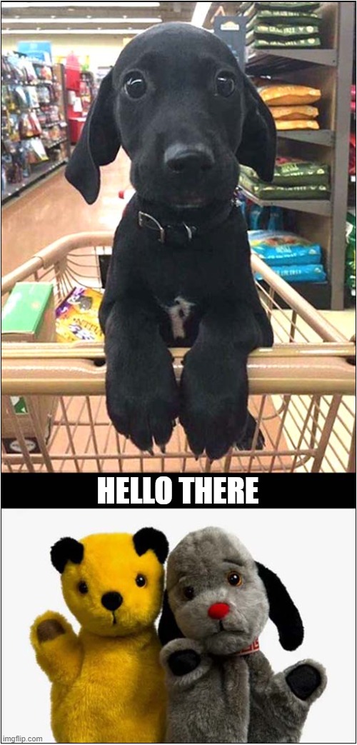 Supermarket Sweep | HELLO THERE | image tagged in dogs,puppy,sooty and sweep | made w/ Imgflip meme maker