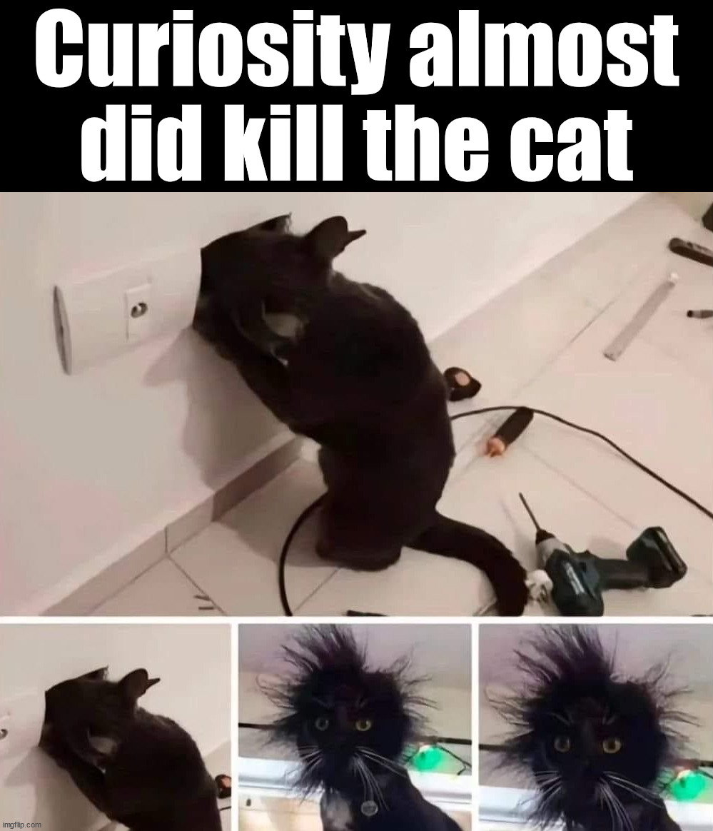 Curiosity | Curiosity almost did kill the cat | image tagged in cats | made w/ Imgflip meme maker