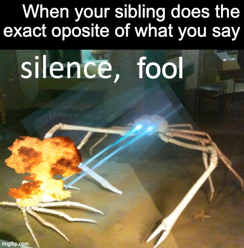 Silence Crab | When your sibling does the exact oposite of what you say; fool | image tagged in silence crab | made w/ Imgflip meme maker