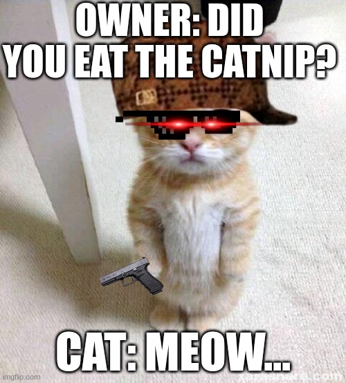 Cute Cat Meme | OWNER: DID YOU EAT THE CATNIP? CAT: MEOW... | image tagged in memes,cute cat | made w/ Imgflip meme maker