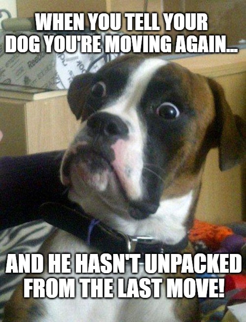 SHOCKED DOG-MOVING | WHEN YOU TELL YOUR DOG YOU'RE MOVING AGAIN... AND HE HASN'T UNPACKED FROM THE LAST MOVE! | image tagged in blankie the shocked dog | made w/ Imgflip meme maker