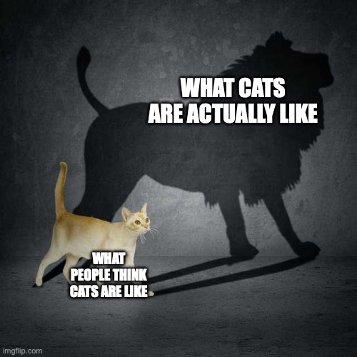 Cat with Lion Shadow | WHAT CATS ARE ACTUALLY LIKE; WHAT PEOPLE THINK CATS ARE LIKE | image tagged in cat with lion shadow | made w/ Imgflip meme maker