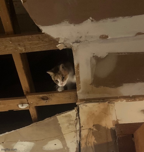 stupid fucking cat in the ceiling | made w/ Imgflip meme maker