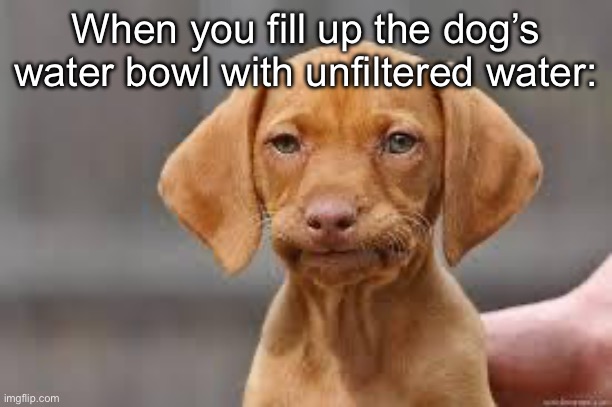 I don’t care if it takes 5 minutes to run the filtered water | When you fill up the dog’s water bowl with unfiltered water: | image tagged in disappointed dog,water,filter | made w/ Imgflip meme maker