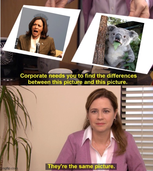 Koala Harris | image tagged in memes,they're the same picture,kamala harris,koala,hahaha | made w/ Imgflip meme maker