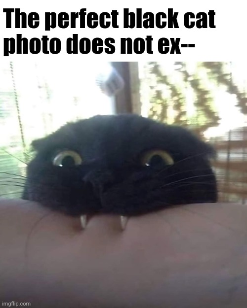 Image tagged in memes,cats,black cat,bite - Imgflip