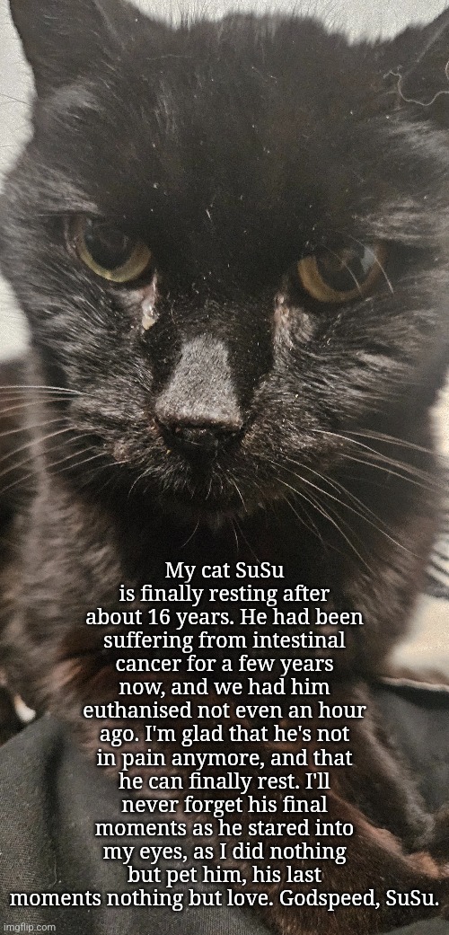 My cat SuSu is finally resting after about 16 years. He had been suffering from intestinal cancer for a few years now, and we had him euthanised not even an hour ago. I'm glad that he's not in pain anymore, and that he can finally rest. I'll never forget his final moments as he stared into my eyes, as I did nothing but pet him, his last moments nothing but love. Godspeed, SuSu. | made w/ Imgflip meme maker