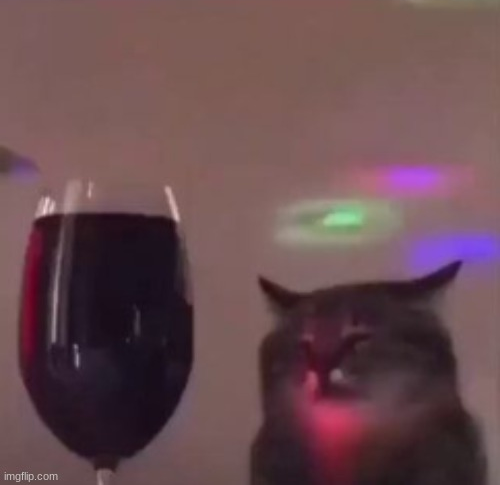 High Quality Cat drank too much Blank Meme Template