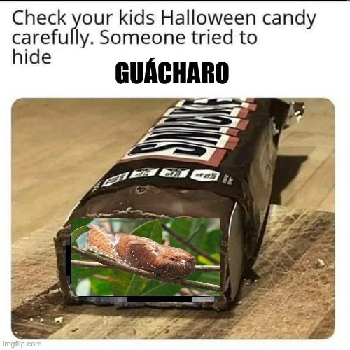 Check your kids Halloween candy carefully. Someone tried to hide | GUÁCHARO | image tagged in check your kids halloween candy carefully someone tried to hide,memes,animal meme,shitpost,funny memes,humor | made w/ Imgflip meme maker