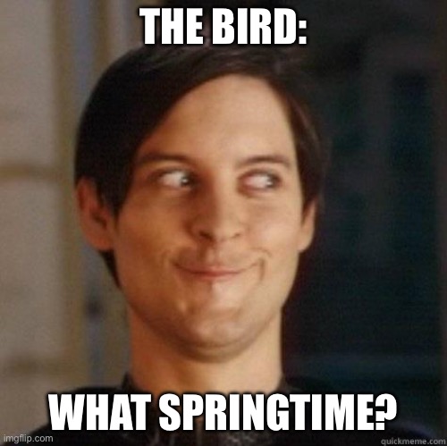 evil smile | THE BIRD: WHAT SPRINGTIME? | image tagged in evil smile | made w/ Imgflip meme maker