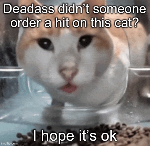 Mr Shock stare | Deadass didn’t someone order a hit on this cat? I hope it’s ok | image tagged in mr shock stare | made w/ Imgflip meme maker