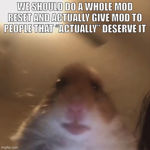 hampter | WE SHOULD DO A WHOLE MOD RESET AND ACTUALLY GIVE MOD TO PEOPLE THAT “ACTUALLY” DESERVE IT | image tagged in hampter | made w/ Imgflip meme maker