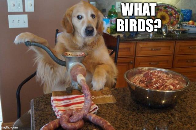 WHAT BIRDS? | made w/ Imgflip meme maker