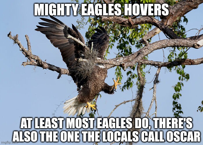 Eagle | MIGHTY EAGLES HOVERS; AT LEAST MOST EAGLES DO, THERE'S ALSO THE ONE THE LOCALS CALL OSCAR | image tagged in eagle | made w/ Imgflip meme maker