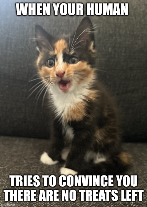 What ? | WHEN YOUR HUMAN; TRIES TO CONVINCE YOU THERE ARE NO TREATS LEFT | image tagged in confused cat,memes,funny memes,kitten,wtf | made w/ Imgflip meme maker