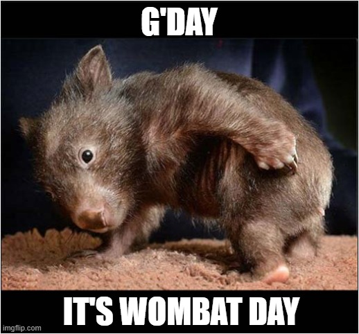 A Dedicated Day In Australia | G'DAY; IT'S WOMBAT DAY | image tagged in australia,wombat | made w/ Imgflip meme maker