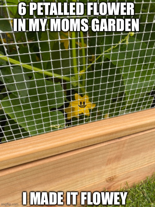 I found a wild flowey (let’s make this a trend) | 6 PETALLED FLOWER IN MY MOMS GARDEN; I MADE IT FLOWEY | image tagged in flowey,the,flower,irl,omg,undertale | made w/ Imgflip meme maker