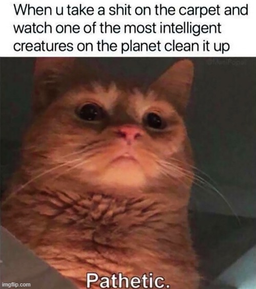 POV: | image tagged in cats,pathetic,human | made w/ Imgflip meme maker