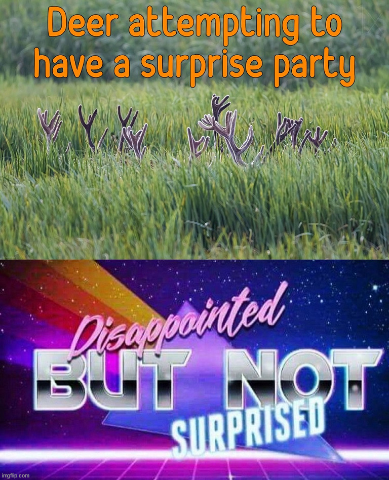 Surprise | image tagged in party | made w/ Imgflip meme maker