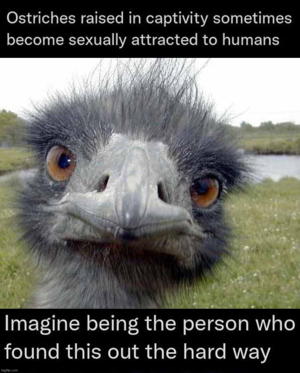 Ostrich | image tagged in cold stare of ostrich | made w/ Imgflip meme maker