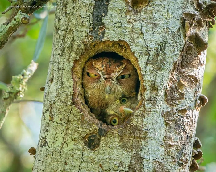 Funny owls Blank Meme Template