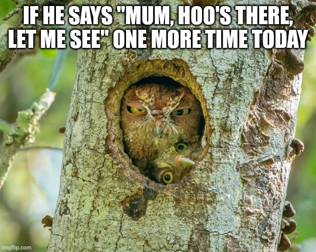 Funny owls | IF HE SAYS "MUM, HOO'S THERE, LET ME SEE" ONE MORE TIME TODAY | image tagged in funny owls | made w/ Imgflip meme maker