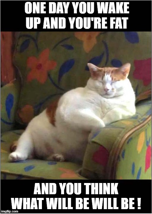 Que Sera, Sera ! | ONE DAY YOU WAKE UP AND YOU'RE FAT; AND YOU THINK
WHAT WILL BE WILL BE ! | image tagged in cats,fat cat,que sera | made w/ Imgflip meme maker