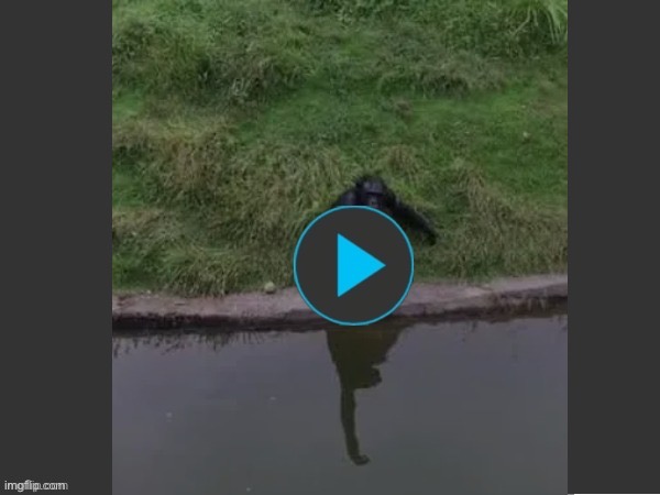 How to trick a monkey | image tagged in how to trick a monkey | made w/ Imgflip meme maker