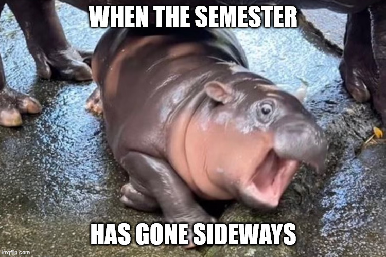 semester gone sideways | WHEN THE SEMESTER; HAS GONE SIDEWAYS | image tagged in moo deng | made w/ Imgflip meme maker