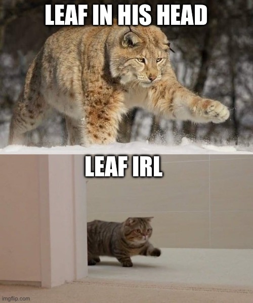 Big and smol cat | LEAF IN HIS HEAD LEAF IRL | image tagged in big and smol cat | made w/ Imgflip meme maker