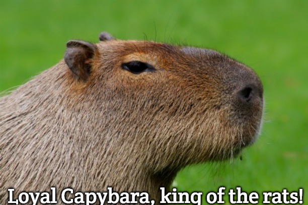 Anonymous Capybara | Loyal Capybara, king of the rats! | image tagged in anonymous capybara,slavic | made w/ Imgflip meme maker