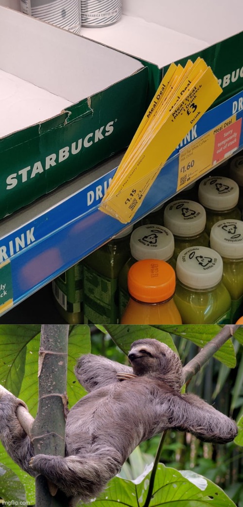 Just place the prices in the correct spots you lazy bum....
Also the drinks | image tagged in lazy sloth,prices,price,store,you had one job,memes | made w/ Imgflip meme maker