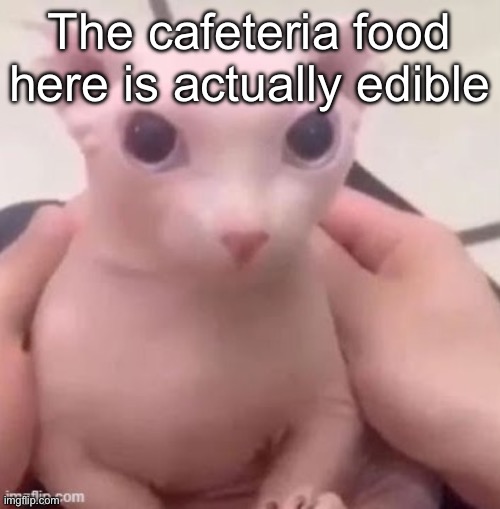 bingus | The cafeteria food here is actually edible | image tagged in bingus | made w/ Imgflip meme maker