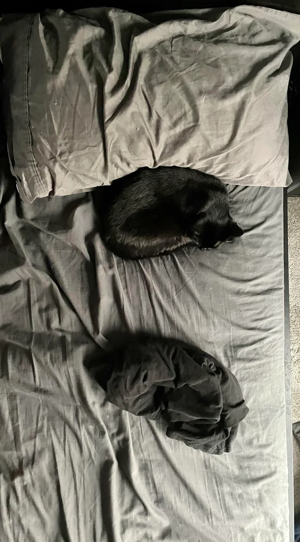 High Quality Funny black cat sleeping Blank Meme Template