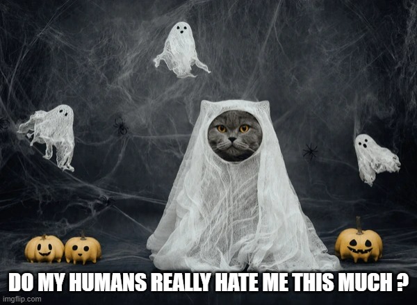 memes by Brad - Cat thinks her humans hate her because of Halloween | DO MY HUMANS REALLY HATE ME THIS MUCH ? | image tagged in cats,funny,kitten,halloween,humor,roommates | made w/ Imgflip meme maker