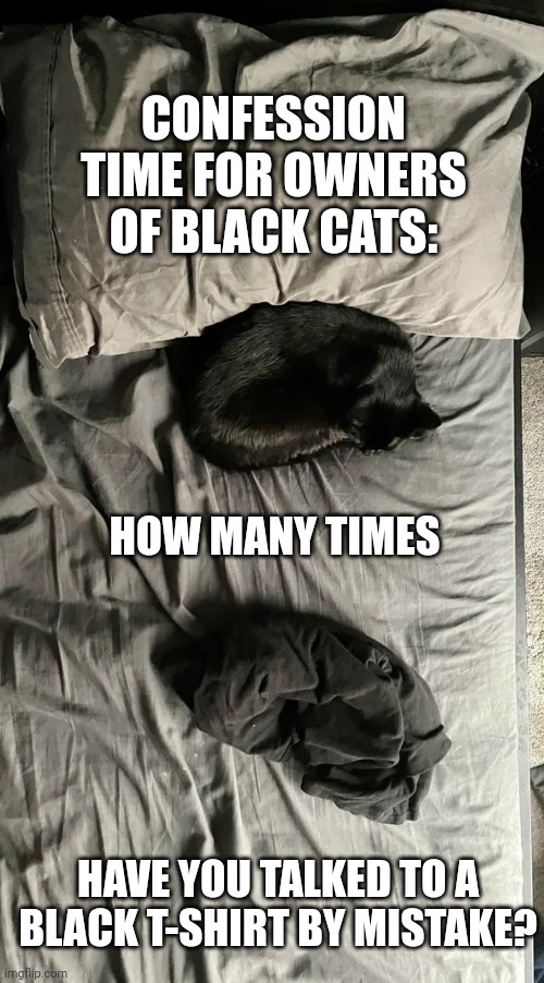 Funny black cat sleeping | CONFESSION TIME FOR OWNERS OF BLACK CATS:; HOW MANY TIMES; HAVE YOU TALKED TO A BLACK T-SHIRT BY MISTAKE? | image tagged in funny black cat sleeping | made w/ Imgflip meme maker