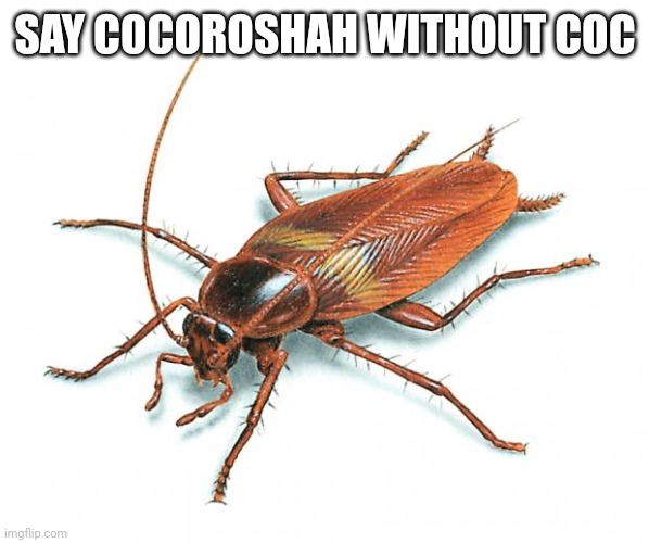 Cockroach | SAY COCOROSHAH WITHOUT COC | image tagged in cockroach | made w/ Imgflip meme maker