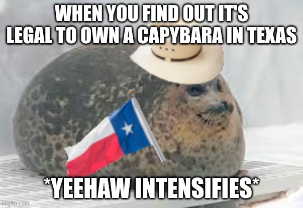 It's true, you can have one down here | WHEN YOU FIND OUT IT'S LEGAL TO OWN A CAPYBARA IN TEXAS; *YEEHAW INTENSIFIES* | image tagged in yeechonk | made w/ Imgflip meme maker