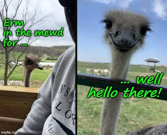 Erm
in the mewd for ... ... well hello there! | made w/ Imgflip meme maker