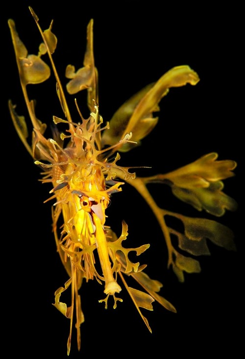 Leafy sea dragon. Photo credit: Mathieu Macias | image tagged in photography | made w/ Imgflip meme maker