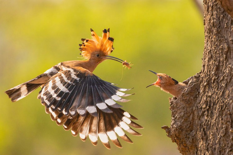 Hoopoe Bird | image tagged in photography | made w/ Imgflip meme maker