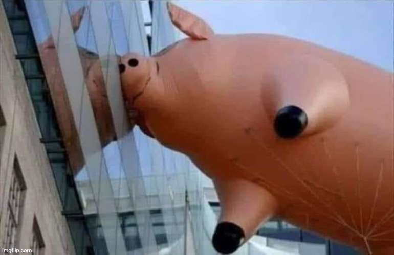 parade balloon pig | image tagged in parade balloon pig | made w/ Imgflip meme maker