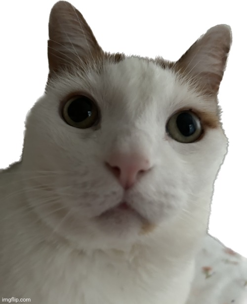 meme template | image tagged in concerned cat | made w/ Imgflip meme maker