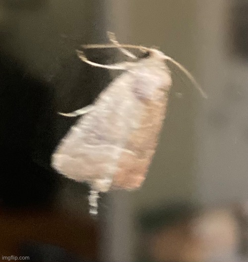 Moff :D | made w/ Imgflip meme maker