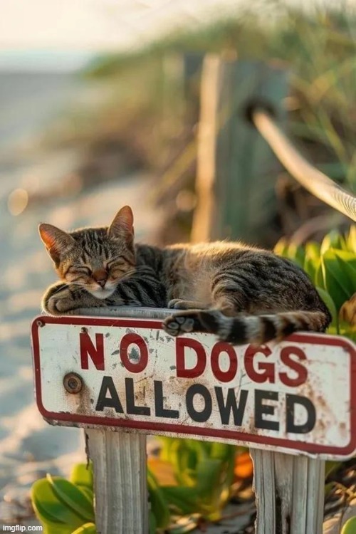 :) | image tagged in dogs,cats,it worked,no problem,funny signs,signs | made w/ Imgflip meme maker