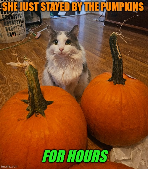 WE BROUGHT THEM HOME AND SHE JUST SAT BY THEM | SHE JUST STAYED BY THE PUMPKINS; FOR HOURS | image tagged in cats,funny cats,pumpkin,spooktober,pumpkins | made w/ Imgflip meme maker