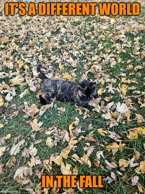 MY CAT LOVES THE LEAVES | IT'S A DIFFERENT WORLD; IN THE FALL | image tagged in cats,funny cats,autumn leaves,fall | made w/ Imgflip meme maker