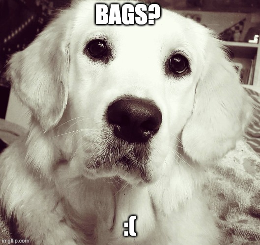 Golden Retriever | BAGS? :( | image tagged in golden retriever | made w/ Imgflip meme maker